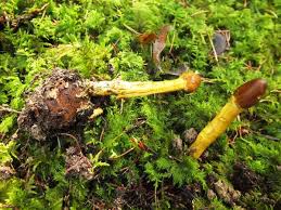 Habitat Identification